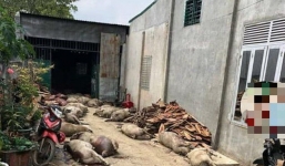 Đăng tin 800 con lợn bệnh chôn dưới đất được đào lên bán, một người bị phạt 10 triệu