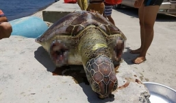 Rùa Xanh quý hiếm bị cắt 2 vây trôi dạt vào bờ khiến dân tình phẫn nộ