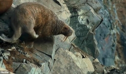 Hải mã băng mình xuống vách núi tự tử: Sự thật nghiệt ngã cảnh báo thảm họa toàn cầu