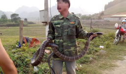 Sơn La: Người dân bắt được rắn hổ mang nặng 10kg, dài hơn 2m