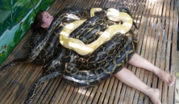 Du khách hào hứng khi được massage bằng 4 con trăn 'khủng' nặng 250 kg