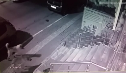 Đàn chó 6 con bắt nạt 1 chú mèo và cái kết khó tin 