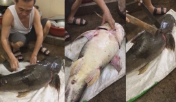 Câu được 'thủy quái' nặng hơn 20kg trên sông, bán giá gần 7 triệu đồng