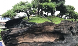 Chiêm ngưỡng chậu cây cảnh khủng bằng gỗ sao 2,5 tỷ