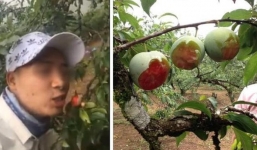 Nam phượt thủ gây phẫn nộ khi chỉ bỏ 20 nghìn rồi ngang nhiên 'táp mận' kiểu chuột gặm