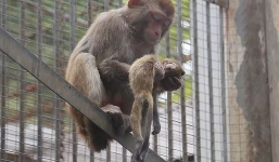 'Lặng người' trước cảnh khỉ mẹ cố gắng đánh thức đứa con đã chết 2 ngày 