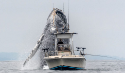 Cá voi khổng lồ lao khỏi mặt nước, suýt va phải tàu cá 