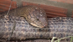 Cận cảnh cặp rắn hổ mang chúa dài 7m, vừa bắt được ở chân núi Cấm