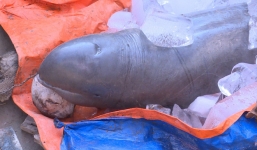 Ngư dân đòi 40 triệu mới chịu giao xác cá 'khủng' tưởng đã tuyệt chủng ở Việt Nam