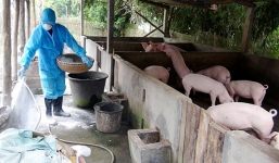 Ban Bí thư yêu cầu 6 nhiệm vụ trọng tâm để đối phó dịch tả lợn châu Phi