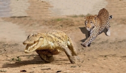 Nằm phơi nắng trên bãi cát, cá sấu chết thảm dưới hàm báo đốm