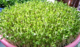 Hướng dẫn cách trồng rau mầm không cần đất nhanh gọn tại nhà