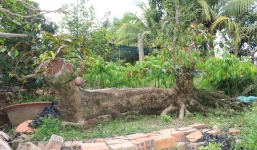 Chiêm ngưỡng cụ vú sữa dáng rồng độc nhất Việt Nam