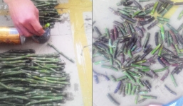 Hướng dẫn cách ươm giống lan Phi Điệp bằng thân lan già