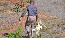 Người dân thi nhau 'hôi vịt' từ xe tải, công an phải đi vận động trả lại