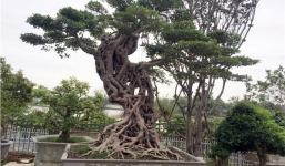 Chiêm ngưỡng cây si dáng chữ S giá 4 tỷ của đại gia Hà Nội
