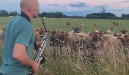 Nghệ sĩ Saxophone gây sửng sốt khi dùng tiếng kèn khiến hàng trăm con bò bỏ ăn cỏ