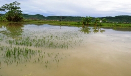 Nghệ An: Theo bố mẹ ra đồng chơi, 2 cháu bé tử vong thương tâm