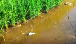 Chồng kéo điện lưới chống chuột khiến vợ đi thăm đồng thiệt mạng