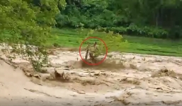 Người đàn ông bám ngọn cây, vật lộn giành sự sống giữa dòng lũ dữ