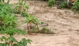 Người phụ nữ tuyệt vọng giữa dòng lũ dữ nhìn chồng bị cuốn trôi