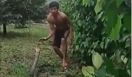 Thót tim xem màn bắt rắn hổ mang chúa của nam thanh niên ở Tây Nguyên