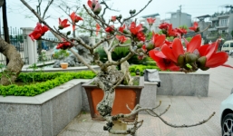 Ngắm những chậu hoa gạo mini khiến dân chơi bonsai mê mẩn