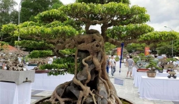 Chiêm ngưỡng sanh cổ 'Huyền Phượng Vũ' được định giá cả triệu đô