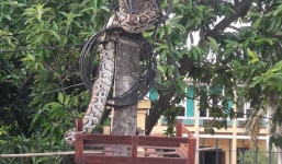 Người dân mổ thịt trăn 'khủng' vắt vẻo trên cột điện trước cổng UBND xã