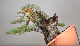 Quá trình biến 1 cây cảnh tầm thường thành kiệt tác bonsai nghệ thuật