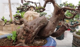 Choáng ngợp trước vườn cây triệu đô tại lâu đài của đại gia Hải Dương