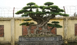 Chiêm ngưỡng bộ 3 'thuyền rồng' vài tỷ được đặt tại công ty của đại gia Hải Dương