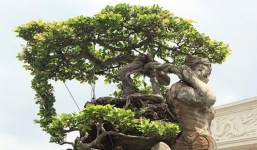 Kiệt tác 'Thạch Sanh' của đại gia Hải Dương khiến giới chơi cây trầm trồ