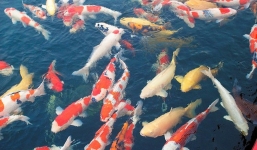 Thả cá Koi Nhật và cá chép Việt xuống sông Tô Lịch vào ngày 16/9