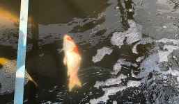 Cá Koi Nhật đắt tiền vừa thả xuống sông Tô Lịch đã lác đác chết nổi