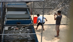 Cá Koi chết trên sông Tô Lịch: Mổ cá tìm nguyên nhân