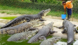 Du khách 'nín thở' khi xem nhân viên hiên ngang bón thức ăn cho đàn cá sấu khủng