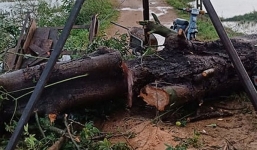 Đánh xe trâu dưới trời mưa, người phụ nữ bị cây ngô đồng đổ đè tử vong