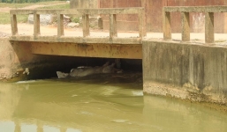 Nghệ An: Dịch tả lợn châu Phi lan khắp nơi, người dân vứt lợn chết trên sông