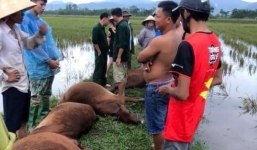 Hà Tĩnh: Sét đánh 1 người nguy kịch, 6 con bò chết trong mưa giông
