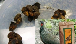 Cà phê dính phân của 3 loài động vật này còn quý và đắt hơn cả vàng