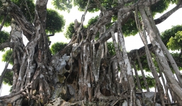 Chiêm ngưỡng tác phẩm 'Nham thạch bách niên' được khách Nhật trả 460 tỷ