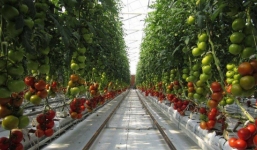 Trang trại giữa sa mạc, tưới cây bằng nước biển vẫn tạo ra 17 000 tấn cà chua mỗi năm