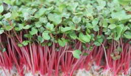 Cách trồng rau mầm không cần đất nhanh gọn tại nhà