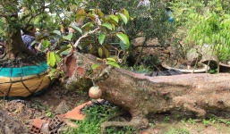 Cụ vú sữa dáng 'rồng' độc nhất ở miền Tây được trả giá 300 trăm triệu