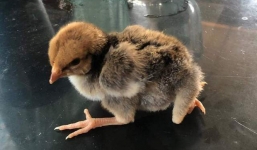 Thanh Hóa: Người dân hiếu kỳ đổ xô đến xem chú gà con có 4 chân