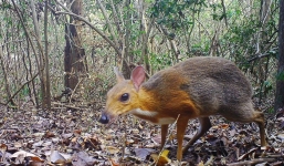 Cheo cheo nghi tuyệt chủng bất ngờ xuất hiện ở Việt Nam sau 3 thập kỷ