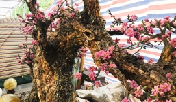 Cây đào bằng đá quý nặng 2 tấn, 600 triệu dành cho đại gia chơi Tết