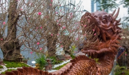 Chậu đào 'Rồng cuộn ngũ hành sơn' giá bạc tỷ dành cho đại gia chơi Tết