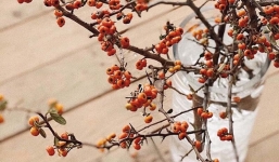 Hoa lạ từ Trung Quốc khiến chị em lùng mua chơi Tết